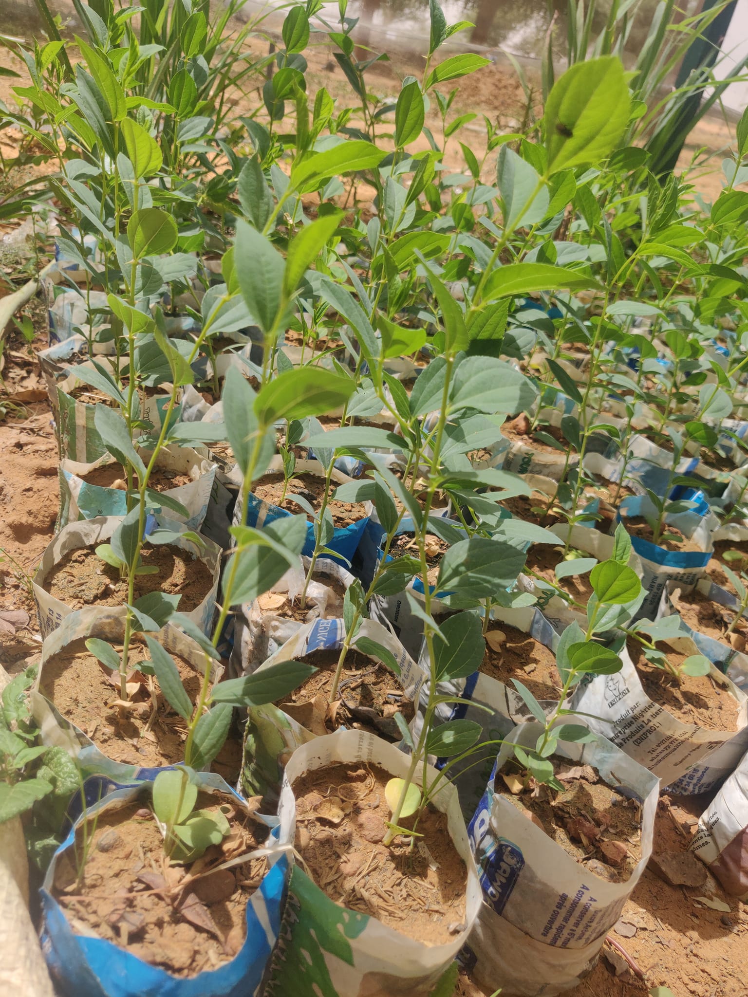 Jeunes plants de Pomme du Sahel